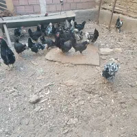 مرغ گلین لری ریشو‌ چهلتاج کاکلی معاوضه