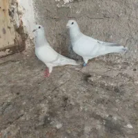 یک جفت کبوتر یهودی پاکستانی