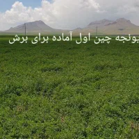 بذر پایه بلند یونجه همدانی منطقه خیرآباد|خدمات باغبانی و درختکاری|شراء, |دیوار