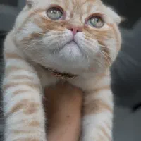 اسکاتیش تریپل فولد