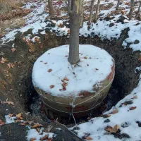 درخت چنار بن بالا ارتفاع۸ تا ۱۲ متر شاخه دار بزرگ|خدمات باغبانی و درختکاری|مشهد, فدک|دیوار