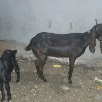 بز پاکستانی