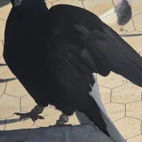 کبوتر یا کفتر سیاه دم سفید