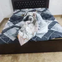 تخت با تشک کاملا سالم