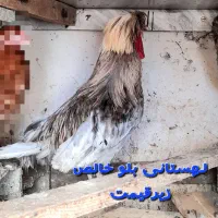 زینتی، گلین، لهستانی، مینیاتوری، توله‌های گلدن|حیوانات مزرعه|رودسر, |دیوار