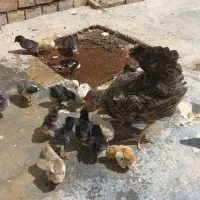 جوجه مرع محلی