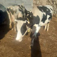 گاو|حیوانات مزرعه|بجنورد, |دیوار