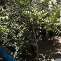 500-متر-ویلایی-4خواب-کارو-اداری