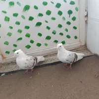 نر و ماده پلنگ عتیقه کفتر|پرنده|بروجرد, |دیوار