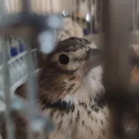 سهره خاکی بخون