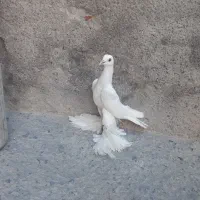 بنیشان للهلی و چند عدد پاپر دیگر