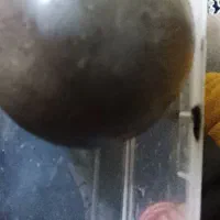 درودانگو ژاپنی