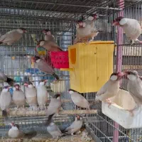 فنج نرگسی جوجه سرلاکی  بالغ جفت|پرنده|فردیس, سرحد آباد|دیوار