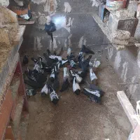 سینه سیاه و نیم تنه کفتر جوجه کشی