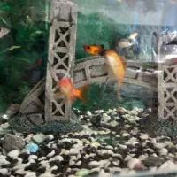 آکواریوم فروش فوری|ماهی|کاشان, مفتح|دیوار