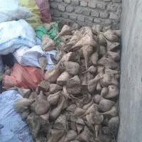 چغندر برای خوراک دام تازه|حیوانات مزرعه|بروجرد, |دیوار