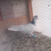 چند عدد کبوتر پرشی