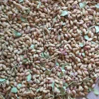 جاد سرخس|خوردنی و آشامیدنی|مشهد, طرق|دیوار