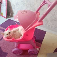گربه پرشین فلت