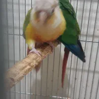 طوطی گرینچیک مولد ۲ ساله|پرنده|شهرکرد, |دیوار