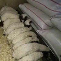 14 عدد میش و بره داشتی