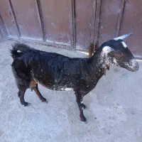 فروش بزسلاله|حیوانات مزرعه|چابهار, |دیوار