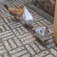 جوجه خروس لری