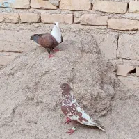 سبز مگس المانی