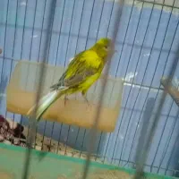 قناری نر|پرنده|اهواز, زیتون کارمندی|دیوار
