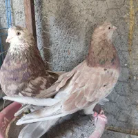 یه جفت کفتر نروماده سرور