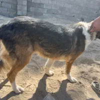 سگ نژاد دار اصیل پاکوتاه|سگ|تهران, دکتر هوشیار|دیوار