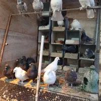 تعدادی  کبوتر و   پنج عدد مرغ و خروس|پرنده|عسگران, |دیوار