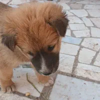 بچه سگ تربتی|سگ|رفسنجان, |دیوار