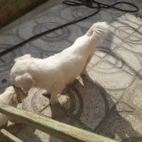 واگذاری سگ پاکوتا