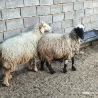 میش داشتی درجه یک عطیقه|حیوانات مزرعه|شیراز, شاپورجان|دیوار