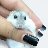 تخفیف بلک فرایدی همستر کمپل و سوری فقط ۱۰ روز