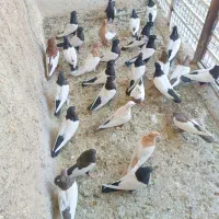 28تا کفتر سینه