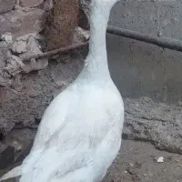 دو عدد غاز ماده بزرگ|حیوانات مزرعه|زابل, |دیوار