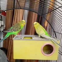 عروس هلند عاس