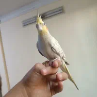 عروس هلندی گل باقالی ماده آماده جفت گیری