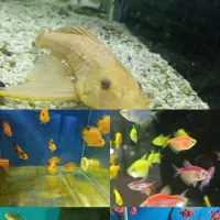 گوپی آکواریوم سیچیلاید آروانا پلنت گلدفیش بچه مولی