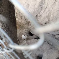 خرگوش|موش و خرگوش|میانه, |دیوار