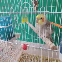فروش عروس هلندی
