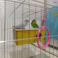 یه جفت مرغ عشق ۵ ماهه به همراه قفس