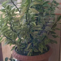 گل و گیاه|گل و گیاه طبیعی|سقز, |دیوار