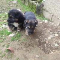 سگ ژرمن واگذاری