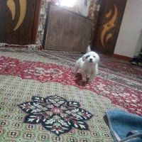 سگ های شیتزو|سگ|خمینی‌شهر, |دیوار