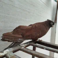 آبادانی و صرب|پرنده|آبادان, |دیوار