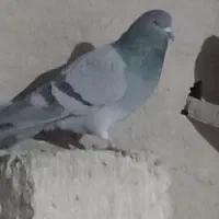 نر‌فیروزه‌ای‌پاک