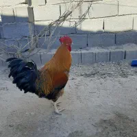 یک عدد مرغ لاری وخروس